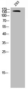 Western Blot analysis of 293 cells using SMC1 Polyclonal Antibody