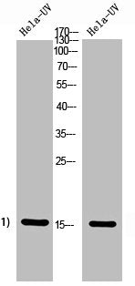 Western Blot analysis of Hela+UV 5' cells using Histone H2A Polyclonal Antibody.