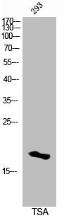 Western Blot analysis of 3T3 cells using Acetyl-Histone H3 (K14) Polyclonal Antibody