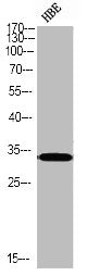 Western blot analysis of HBE using p-Caspase-3 (S150) antibody.