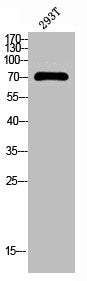 Western Blot analysis of 293T cells using USP44 Polyclonal Antibody