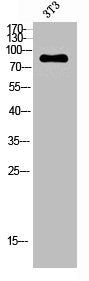 Western Blot analysis of NIH-3T3 cells using Phospho-ATRIP (S68) Polyclonal Antibody