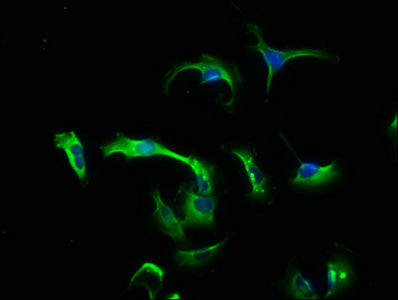 Immunofluorescence staining of U251 cells with CSB-PA06039A0Rb at 1:133, counter-stained with DAPI. The cells were fixed in 4% formaldehyde, permeabilized using 0.2% Triton X-100 and blocked in 10% normal Goat Serum. The cells were then incubated...