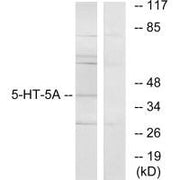 Western blot analysis of extracts from HeLa cells, using 5-HT-5A antibody.