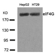 Western blot analysis of extracts from HepG2 and HT29 cells using eIF4G(Ab-1232) Antibody.