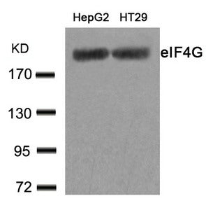 Western blot analysis of extracts from HepG2 and HT29 cells using eIF4G(Ab-1232) Antibody.