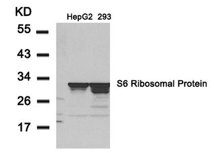Western blot analysis of extracts from HepG2 and 293 cells using S6 Ribosomal Protein(Ab-235) Antibody.