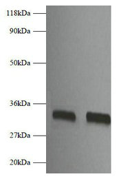 Western blot All lanes: Fgf2 antibody at 2µg/ml Lane 1: EC109 whole cell lysate Lane 2: 293T whole cell lysate Secondary Goat polyclonal to rabbit IgG at 1/10000 dilution Predicted band size: 18 kDa Observed band size: 32 kDa