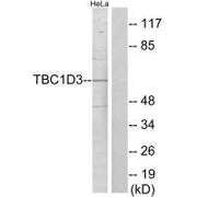 Western blot analysis of extracts from HeLa cells, using TBC1D3 antibody.