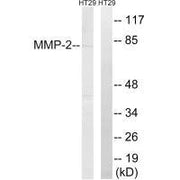 Western blot analysis of extracts from HT-29 cells, using MMP-2 antibody.
