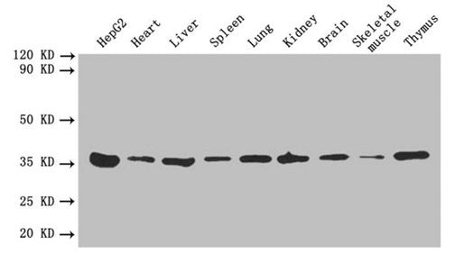 Western blot All lanes: ANXA5 antibody at 2µg/ml Lane 1: HepG2 whole cell lysate Lane 2: Mouse heart tissue Lane 3: Mouse liver tissue Lane 4: Mouse spleen tissue Lane 5: Mouse lung tissue Lane 6: Mouse kidney tissue Lane 7: Mouse brain tissue Lan...