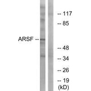 Western blot analysis of extracts from COS-7 cells, using ARSF antibody.