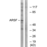 Western blot analysis of extracts from COS-7 cells, using ARSF antibody.
