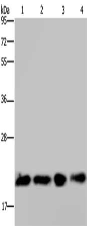 Gel: 10%SDS-PAGE, Lysate: 30 ug, Lane 1-4: Hela cells, HepG2 cells, 231 cells, Mouse kidney tissue, Primary antibody: CSB-PA064824(HRAS Antibody) at dilution 1/200, Secondary antibody: Goat anti rabbit IgG at 1/8000 dilution, Exposure time: 30 sec...