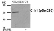 Western blot analysis of extracts from K562 cells treated with Na3VO4 using Chk1 (Phospho-Ser286) antibody.The lane on the right is treated with the antigen-specific peptide.