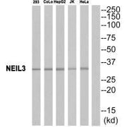 Western blot analysis of extracts from COLO cells, HUVEC cells, HepG2 cells and HeLa cells, using NEIL3 antibody.