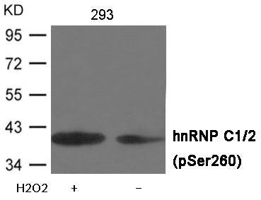 Western blot analysis of extracts from 293 cells untreated or treated with H2O2 using hnRNP C1/2 (Phospho-Ser260) Antibody .
