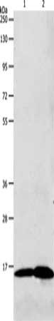 Gel: 10+12%SDS-PAGE, Lysate: 40 ug, Lane 1-2: 293T cells, Human fetal brain tissue, Primary antibody: CSB-PA065718(LHB Antibody) at dilution 1/800, Secondary antibody: Goat anti rabbit IgG at 1/8000 dilution, Exposure time: 5 minutes