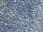 The image is immunohistochemistry of paraffin-embedded Human tonsil tissue using CSB-PA067005 at dilution 1/30. (Original magnification: ×200)
