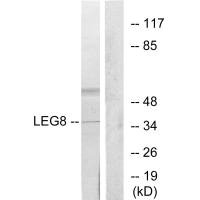 Western blot analysis of extracts from 3T3 cells, using LEG8 antibody.