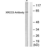 Western blot analysis of extracts from Jurkat cells, using XRCC5 antibody.