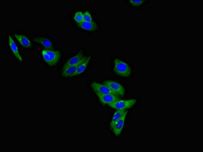 Immunofluorescent analysis of HepG2 cells using CSB-PA06809A0Rb at dilution of 1:100 and Alexa Fluor 488-congugated AffiniPure Goat Anti-Rabbit IgG(H+L)