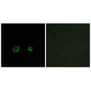 Immunofluorescence analysis of A549 cells, using CNTN4 antibody.