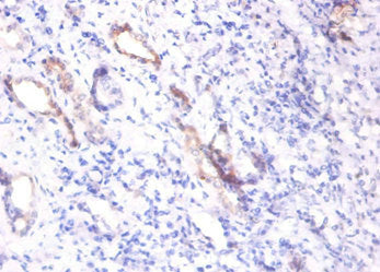 Immunohistochemistry of paraffin-embedded human kidney tissue using CSB-PA06904A0Rb at dilution of 1:100