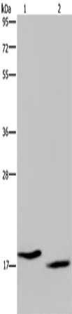 Gel: 10%SDS-PAGE, Lysate: 40 ug, Lane 1-2: MCF7 cells, Hela cells, Primary antibody: CSB-PA069260(KLLN Antibody) at dilution 1/350, Secondary antibody: Goat anti rabbit IgG at 1/8000 dilution, Exposure time: 2 minutes