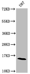 Western Blot Positive WB detected in: U87 whole cell lysate All lanes: SNCA antibody at 1:2000 Secondary Goat polyclonal to rabbit IgG at 1/50000 dilution Predicted band size: 15 kDa Observed band size: 15 kDa
