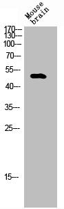 Western Blot analysis of mouse-brain cells using TEF-4 Polyclonal Antibody