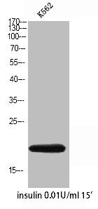 Western Blot analysis of K562 insulin 0.01U/ml 15' cells using COX4I2 Polyclonal Antibody.