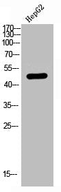 Western Blot analysis of HEPG2 using LPAAT-θ Polyclonal Antibody