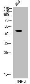 Western Blot analysis of 293 cells using Phospho-IKKγ (S31) Polyclonal Antibody