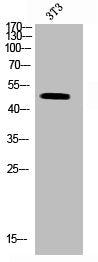 Western Blot analysis of 3T3 cells using Mnk1 Polyclonal Antibody