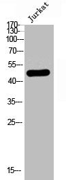 Western Blot analysis of Jurkat cells using Phospho-RUNX1 (S249) Polyclonal Antibody