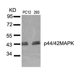 Western blot analysis of extracts from PC12 and 293 cells using p44/42 MAP Kinase(Ab-204) Antibody.