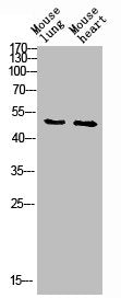 Western blot analysis of mouse-lung mouse-heart lysis using RUNX1 antibody.