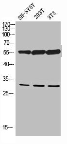 Western blot analysis of SH-SY5Y 293T 3T3 lysis using eIF3α antibody.
