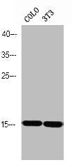 Western blot analysis of COLO 3T3 using p-PEA-15 (S116) antibody.