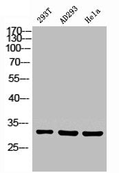 Western Blot analysis of 293T HELA using Carbonyl Reductase 1 Polyclonal Antibody.