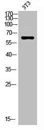 Western blot analysis of 3T3 lysis using RIP2 antibody.