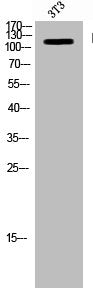 Western Blot analysis of NIH-3T3 cells using Ksr-1 Polyclonal Antibody