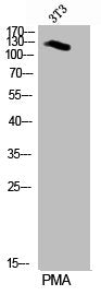 Western Blot analysis of 3T3 cells using Phospho-Per2 (S662) Polyclonal Antibody