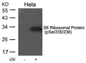 Western blot analysis of extracts from Hela cells untreated or treated with UV using S6 Ribosomal Protein(Phospho-Ser235/236) Antibody.