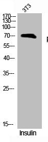 Western Blot analysis of 3T3 cells using Phospho-WAVE1 (Y125) Polyclonal Antibody