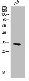 Western Blot analysis of COS7 cells using Cyclin D3 Polyclonal Antibody
