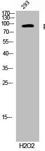 Western Blot analysis of 293 cells using Phospho-MSK2 (T568) Polyclonal Antibody