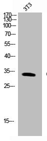 Western Blot analysis of NIH-3T3 cells using Cleaved-PAR-4 (G48) Polyclonal Antibody