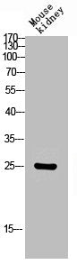 Western Blot analysis of mouse-kidney cells using Claudin-2 Polyclonal Antibody